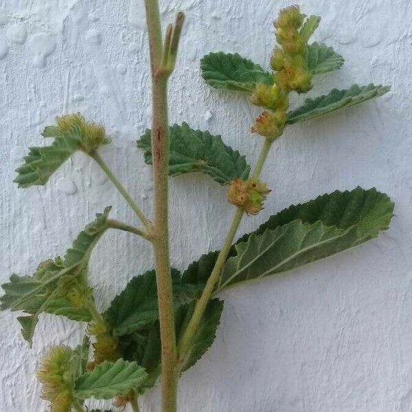 Waltheria indica Blomst