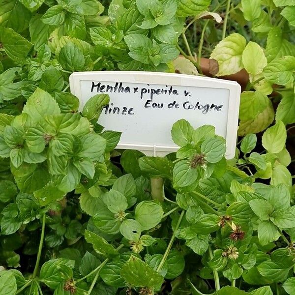 Mentha × piperita Kita