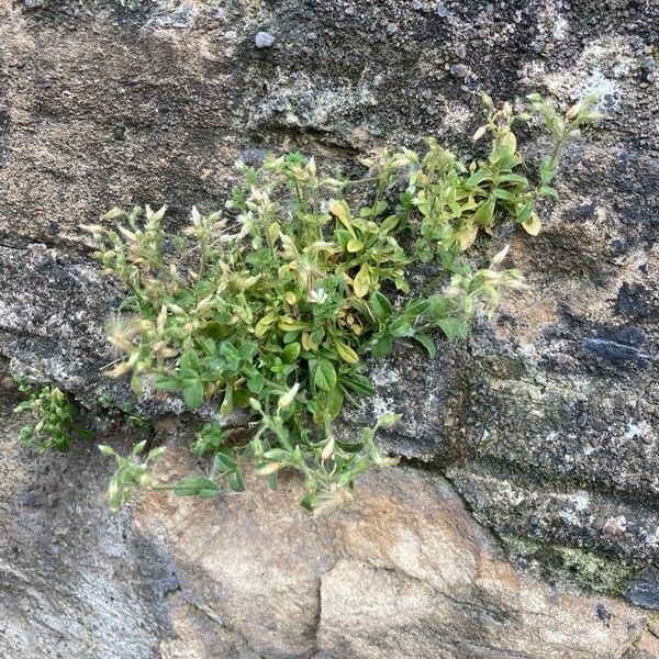 Cerastium semidecandrum आदत