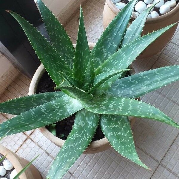 Aloe maculata Liść