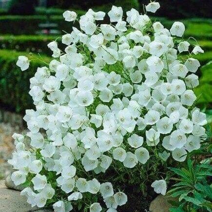 Campanula carpatica Flor