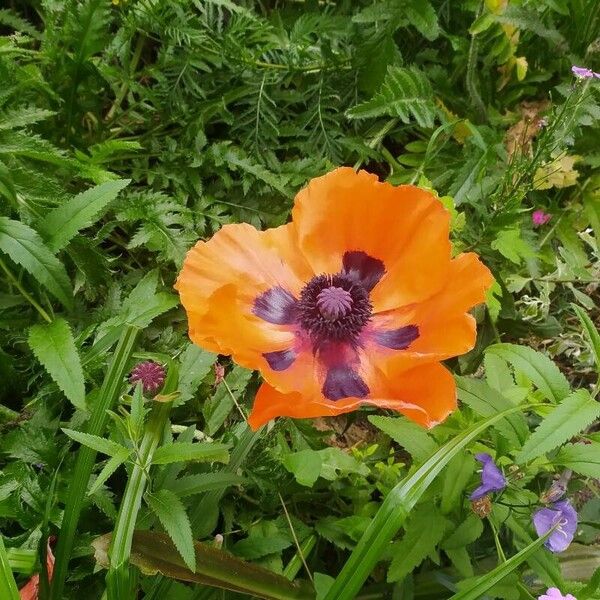 Papaver orientale Flor