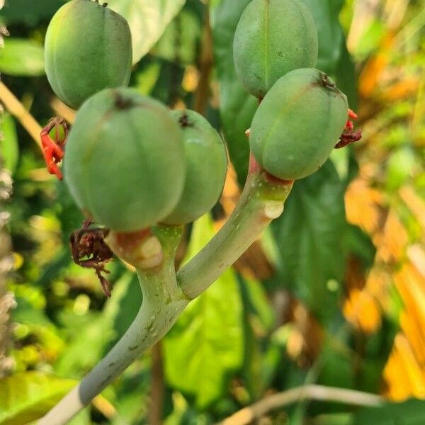 Jatropha podagrica Фрукт