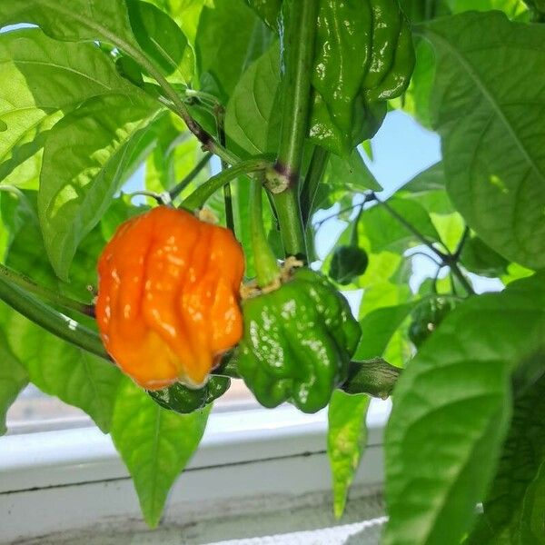 Capsicum chinense Fruit