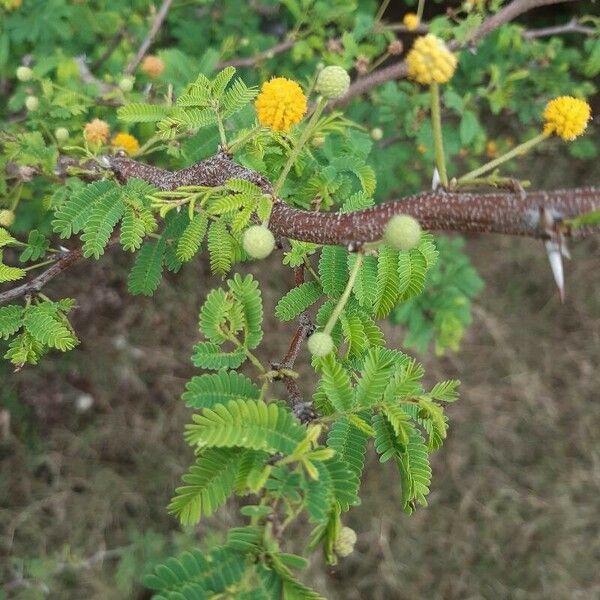 Vachellia tortuosa Blüte