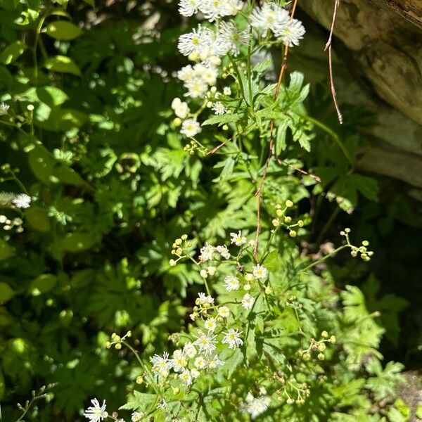 Trautvetteria caroliniensis পাতা