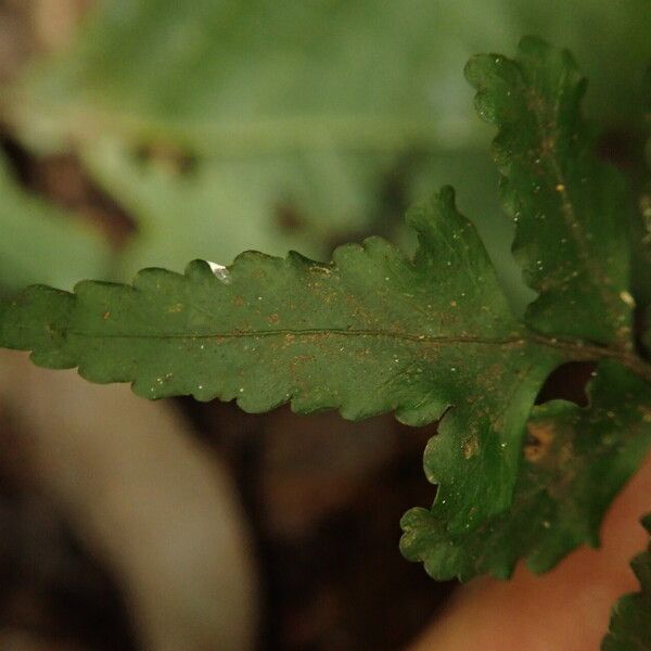 Asplenium macrophlebium Blad