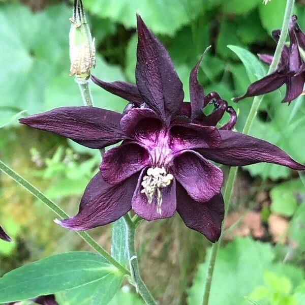 Aquilegia atrata Žiedas