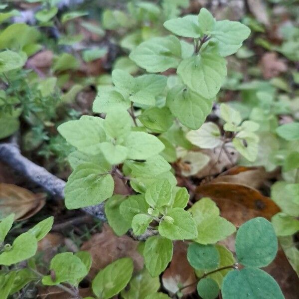 Micromeria douglasii Folha