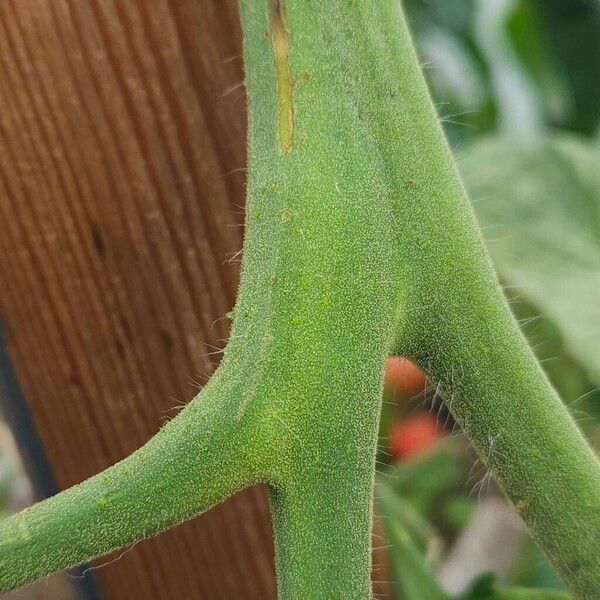 Solanum lycopersicum Rhisgl