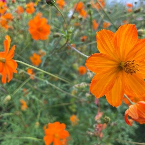 Cosmos sulphureus Blomma