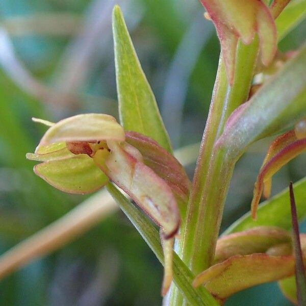 Dactylorhiza viridis Fruit