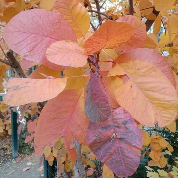 Cotinus coggygria Folha