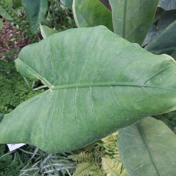 Alocasia zebrina Blad