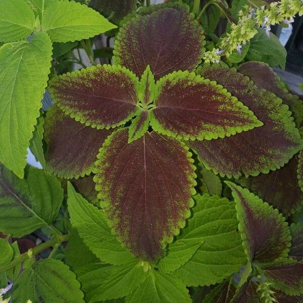 Solenostemon scutellarioides Цветок