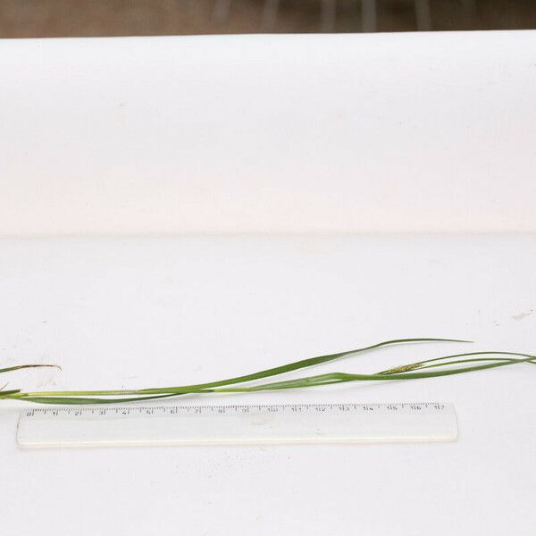 Carex hirta പുഷ്പം