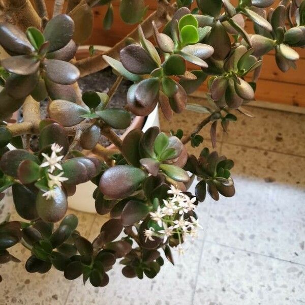 Crassula ovata Flower