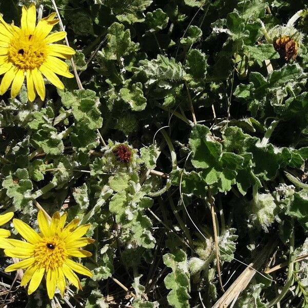 Arctotheca calendula Lapas