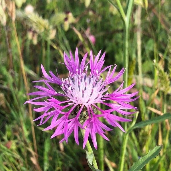 Centaurea napifolia Blüte