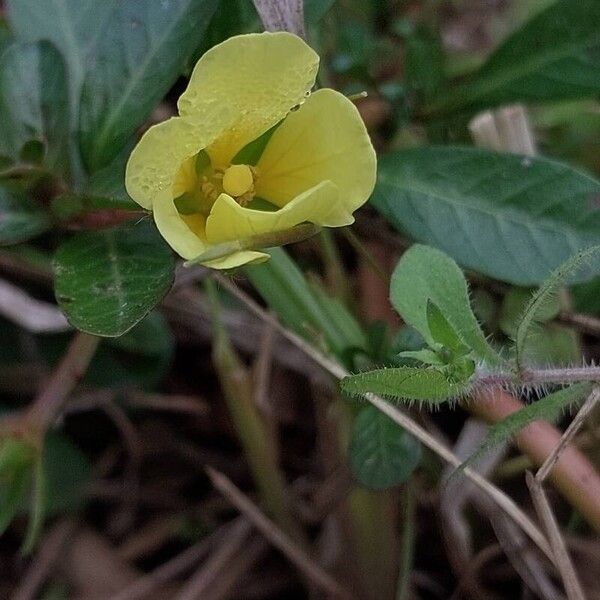 Ludwigia adscendens Λουλούδι