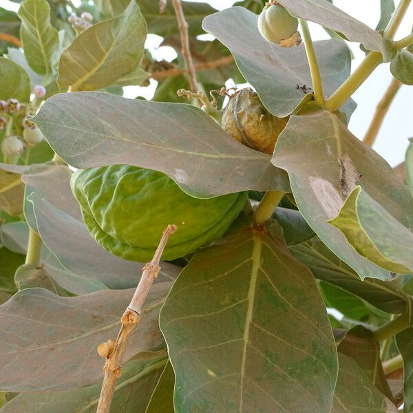 Calotropis procera Frukt