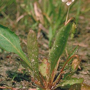 Viola lanceolata ശീലം