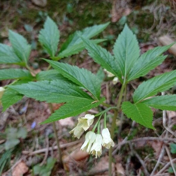 Cardamine enneaphyllos Kvet