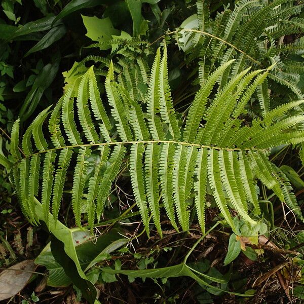 Thelypteris interrupta Folio