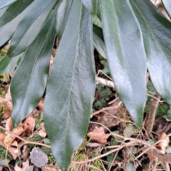 Daphne laureola Leaf