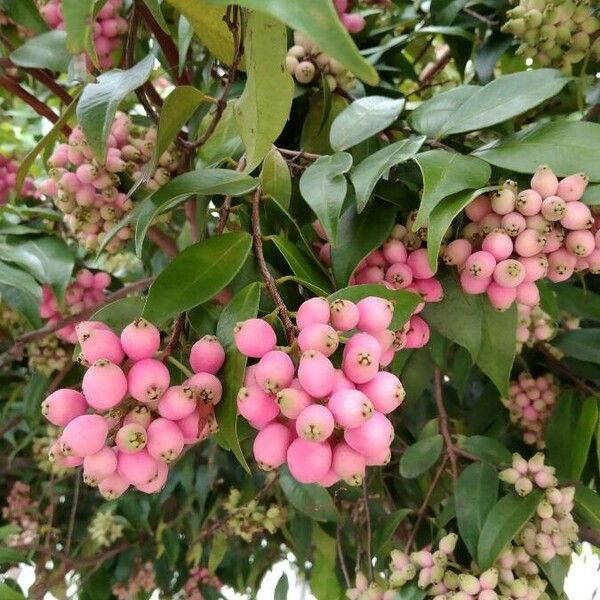 Syzygium aqueum Fruit