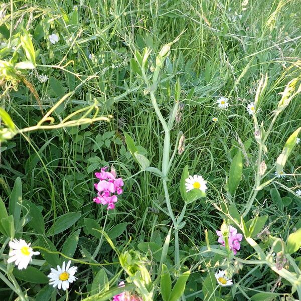 Lathyrus latifolius Vivejo