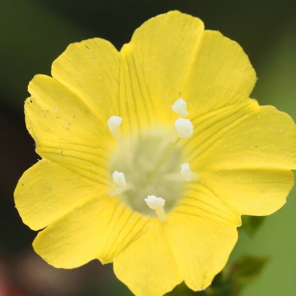 Merremia hederacea 花