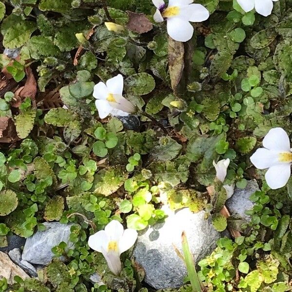 Mazus pumilus Fiore