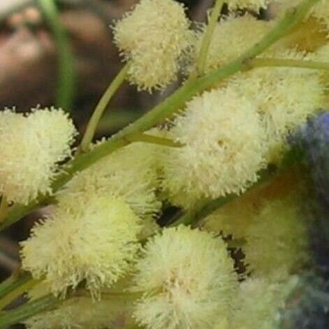 Acacia mearnsii Λουλούδι