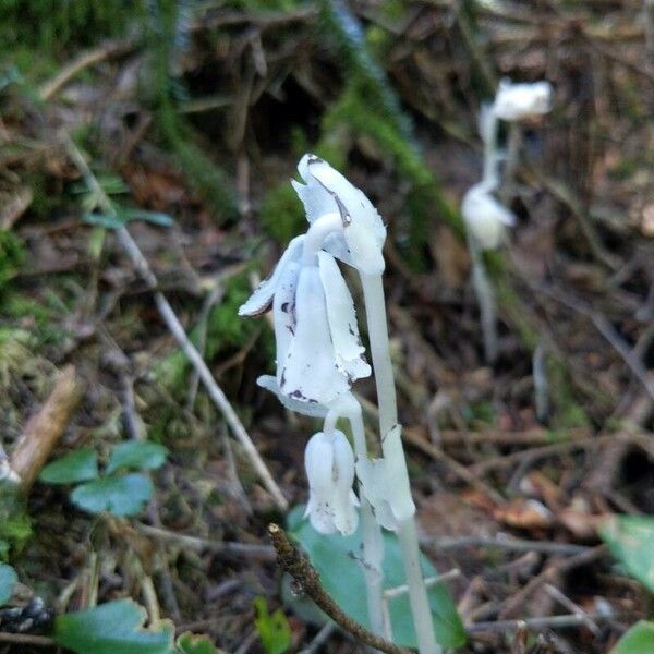 Monotropa uniflora Çiçek