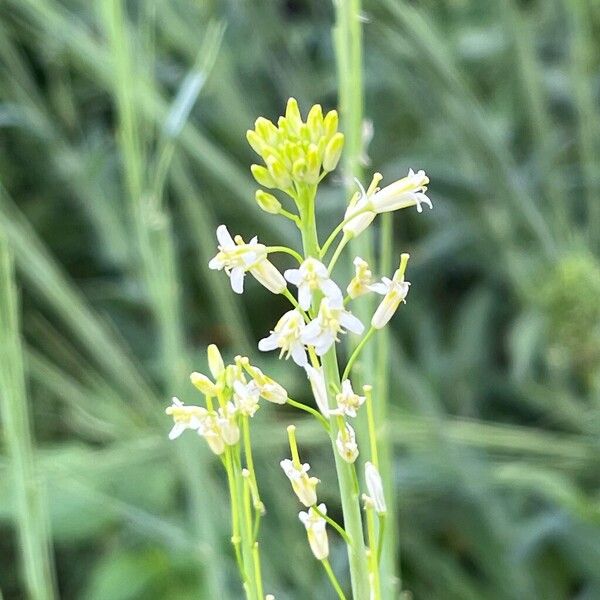 Turritis glabra Blüte