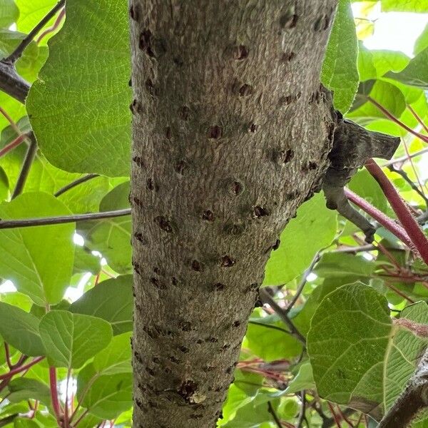 Actinidia chinensis Bark