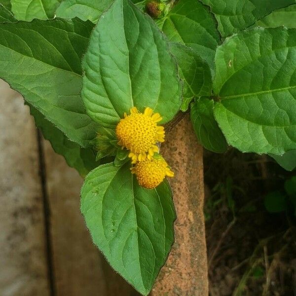 Acmella oleracea Flower