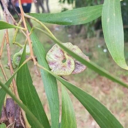 Acacia auriculiformis 葉