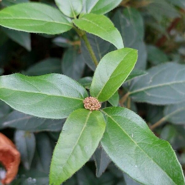 Viburnum rugosum Leaf