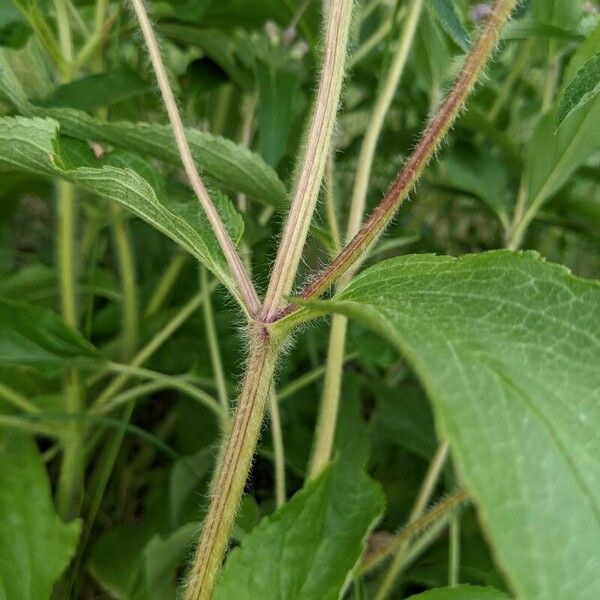 Phlomis herba-venti 樹皮