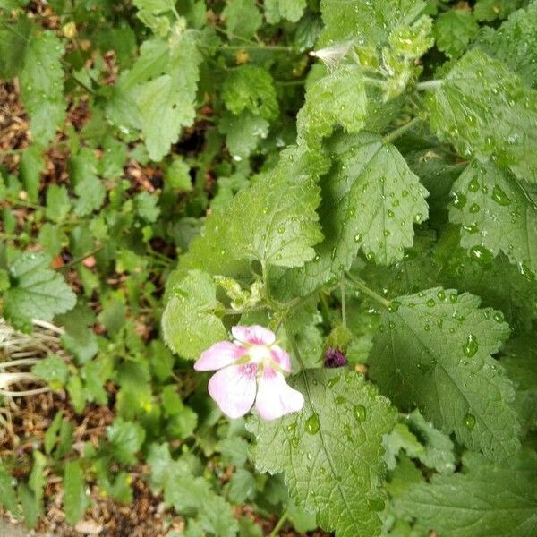 Anisodontea scabrosa Flower