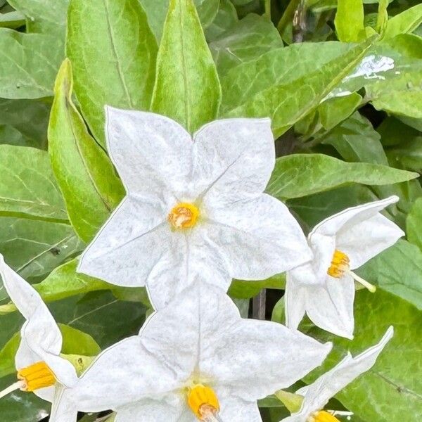 Solanum bonariense ᱵᱟᱦᱟ