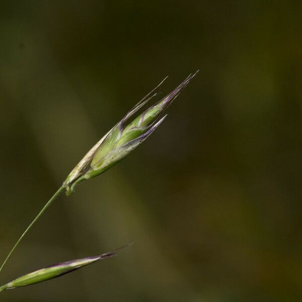 Danthonia californica Fruit