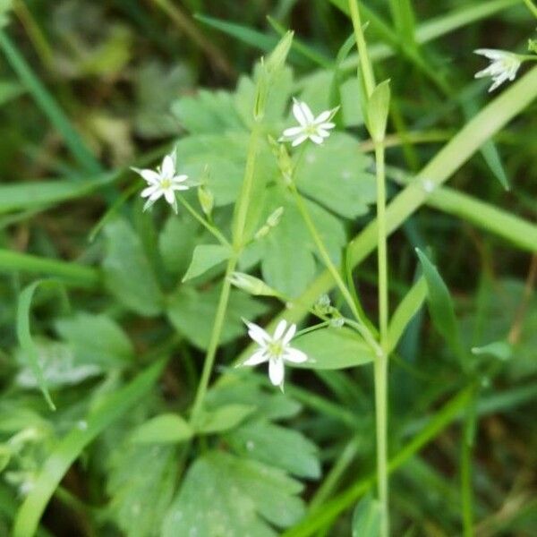 Stellaria alsine Flors