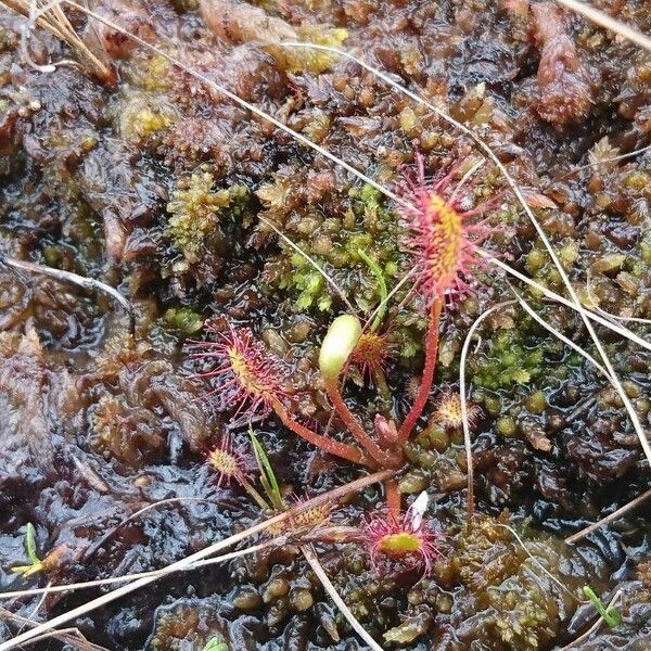 Drosera anglica Çiçek