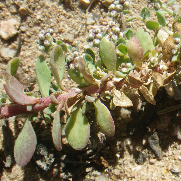 Corrigiola telephiifolia List