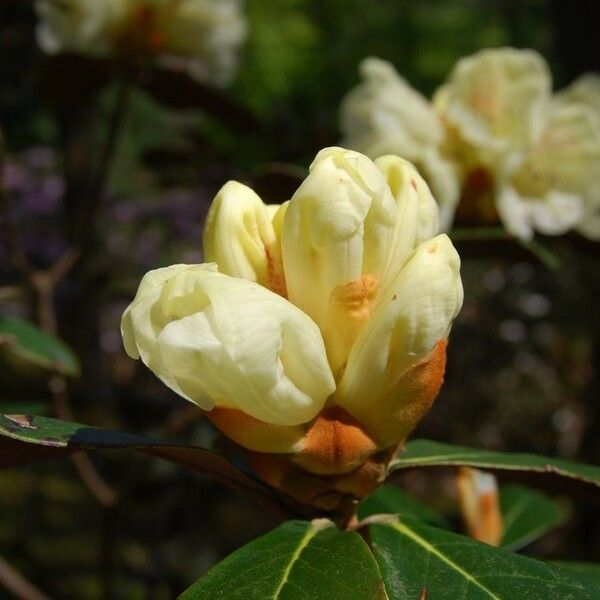 Rhododendron lanatum 花