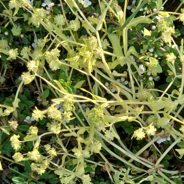 Cuscuta campestris Habit