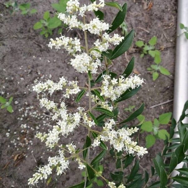 Ligustrum sinense Flower